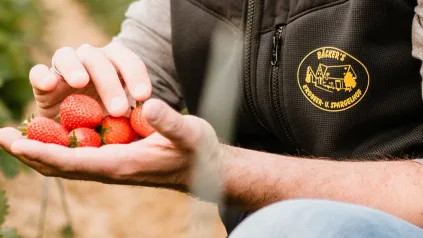 Erdbeeren