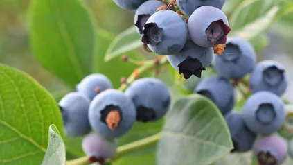 Heidelbeeren