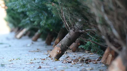 Weihnachtsbaumverkauf