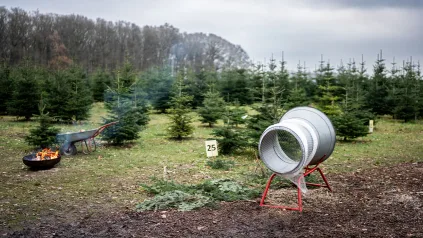 Weihnachtsbaumplantage