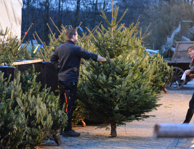 Eine riesige Auswahl an Weihnachtsbäumen