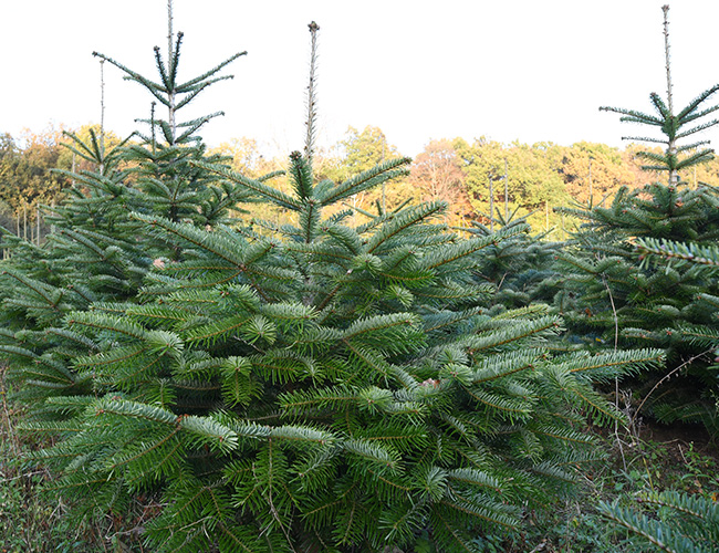 Weihnachtsbäume aus Münster: Regionaler geht es nicht