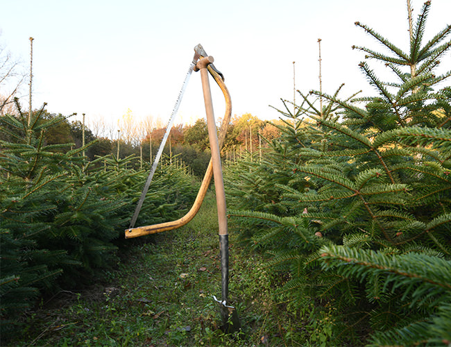 Sie können Ihren Baum auch selbst schlagen