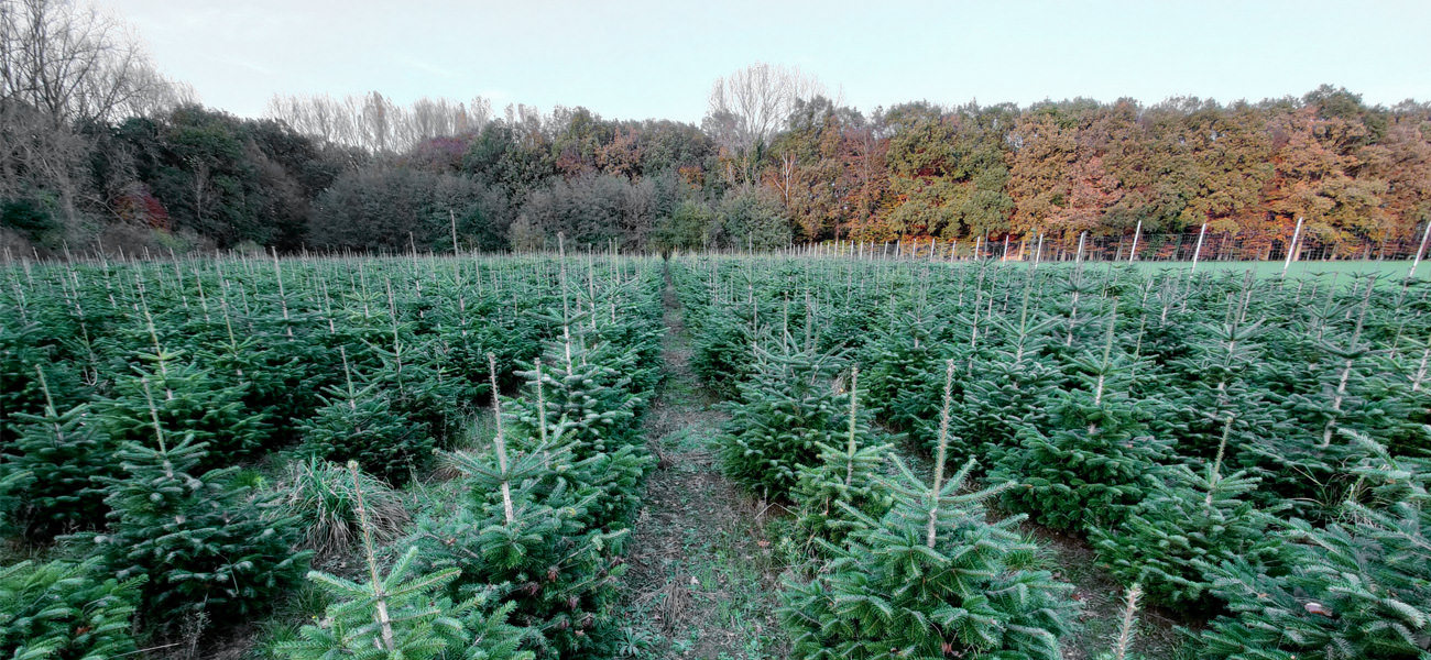 Weihnachtsbäume selber schlagen in Münster auf Bäcker's Weihnachtsbaumplantage