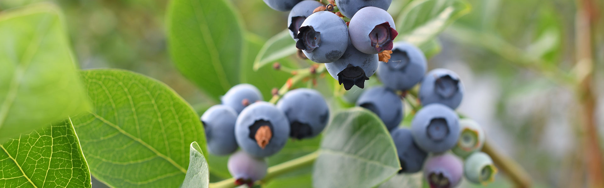 Bäcker’s Heidelbeeren aus Münster Bäcker's Heidelbeeren aus Münster