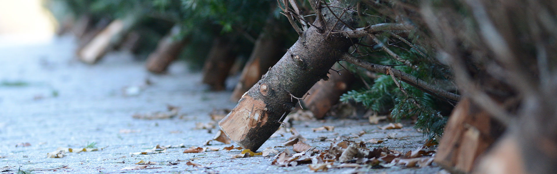 Header Weihnachtsbäume Header Weihnachtsbäume