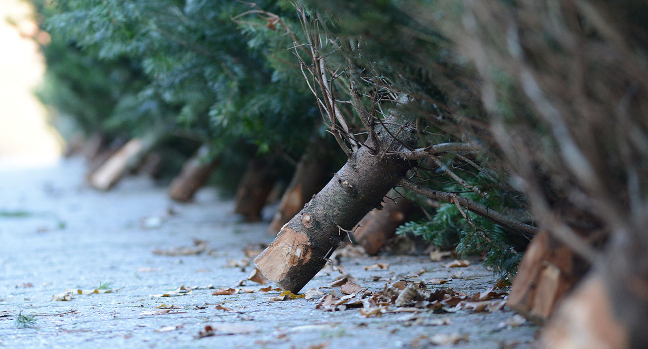 Weihnachtsbäume