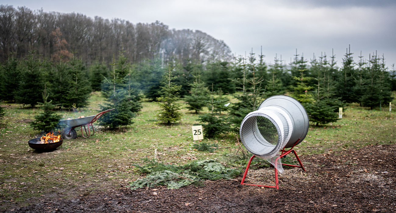 Weihnachtsbaumplantage